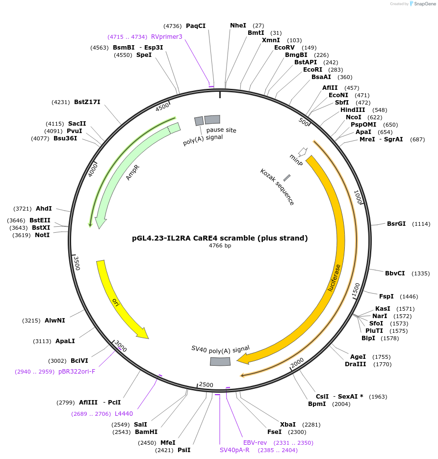 91852-plasmid-map-sequence-id-180044