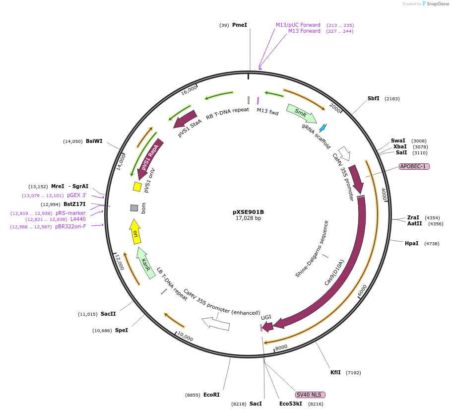 91713-plasmid-map-sequence-id-180059