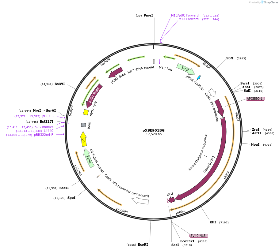 91714-plasmid-map-sequence-id-180060