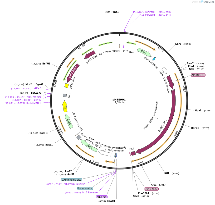 91708-plasmid-map-sequence-id-180064