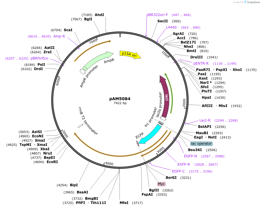 85105-plasmid-map-sequence-id-180071
