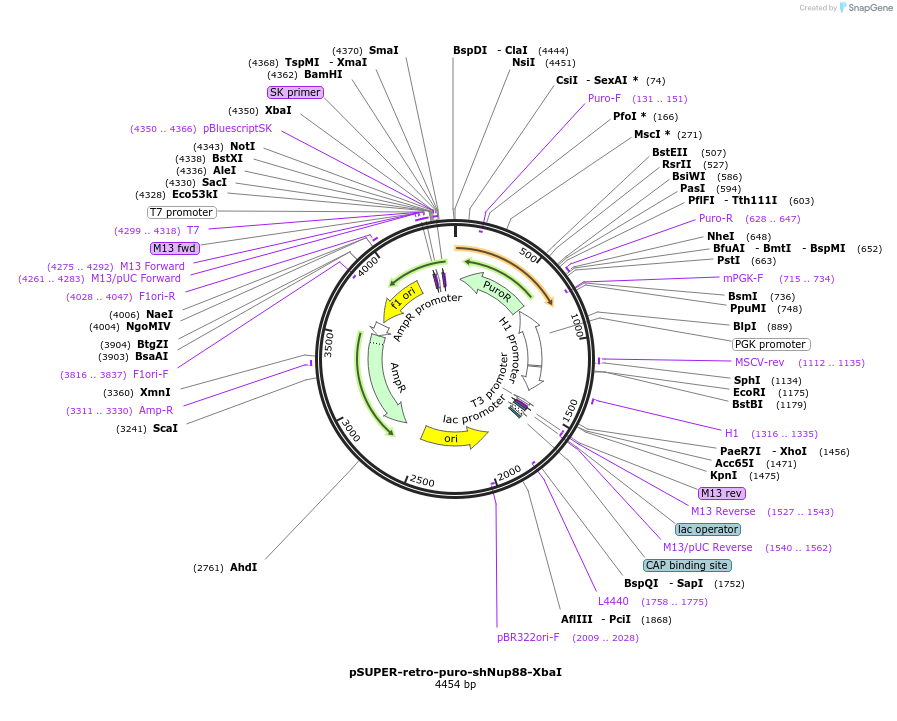 87328-plasmid-map-sequence-id-180074