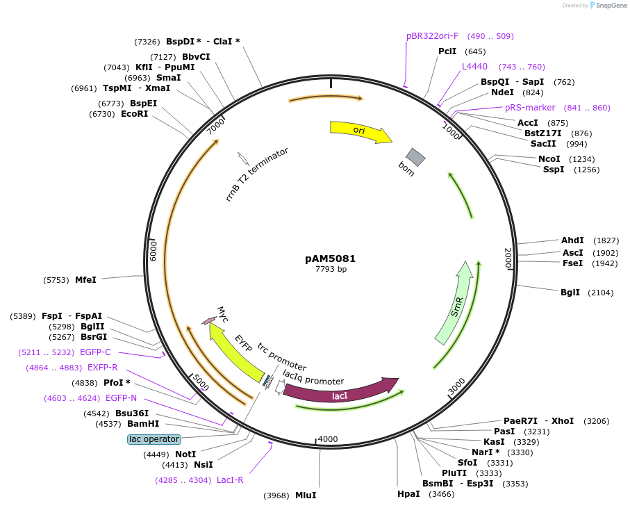 85107-plasmid-map-sequence-id-180104