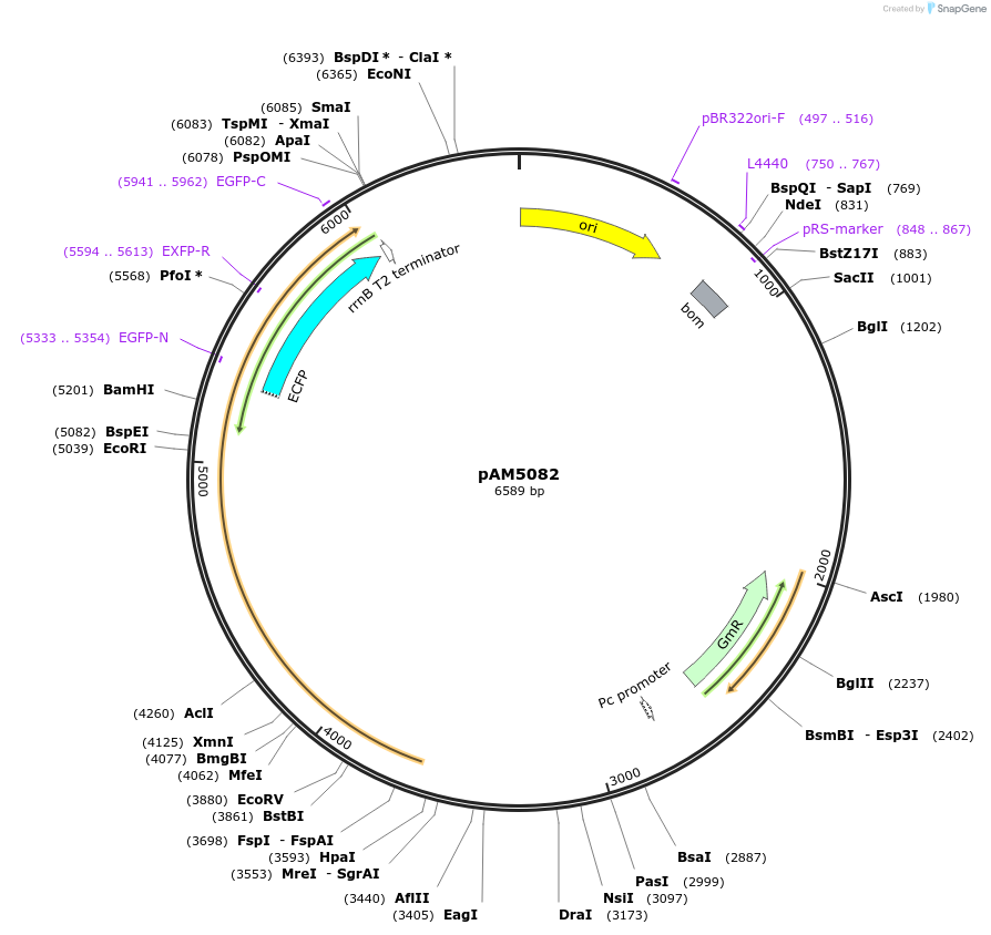 85121-plasmid-map-sequence-id-180106