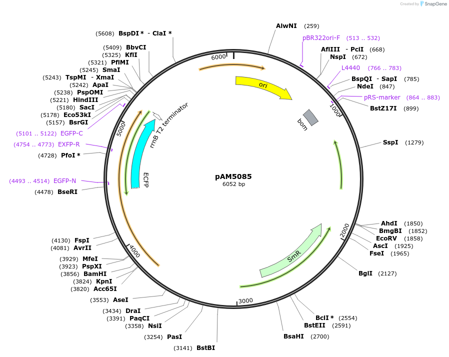 85122-plasmid-map-sequence-id-180108