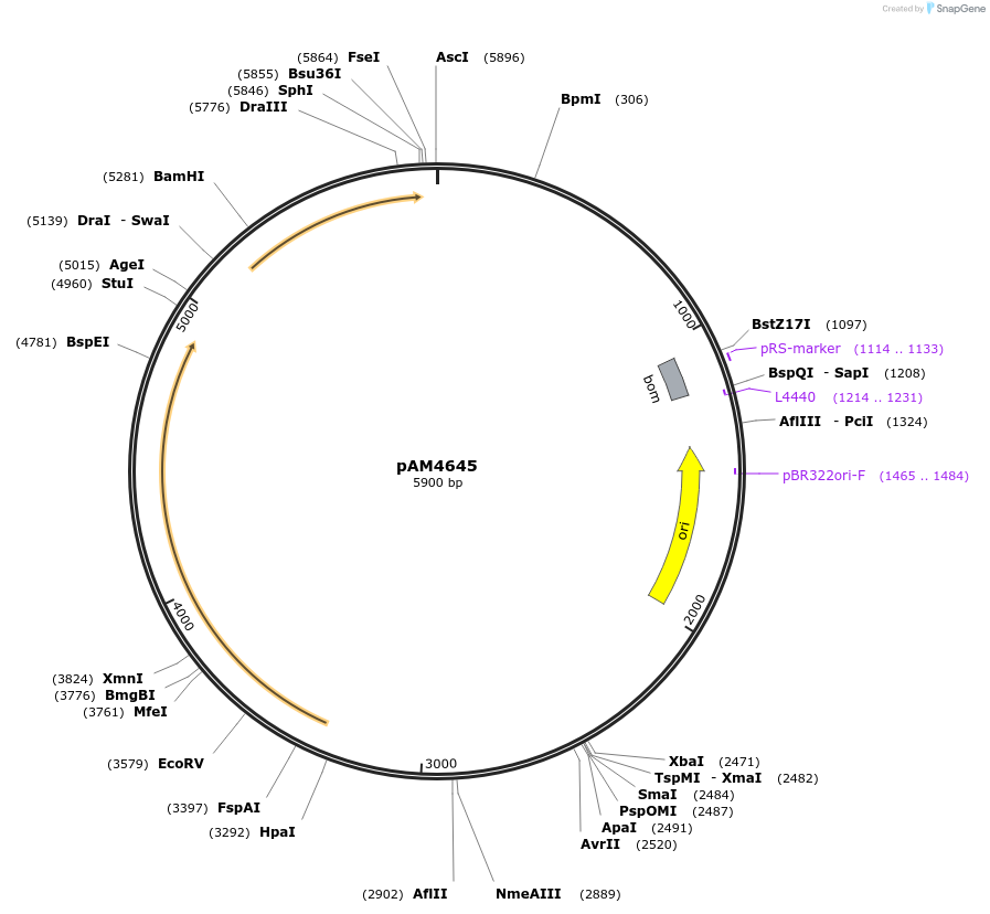 85124-plasmid-map-sequence-id-180112