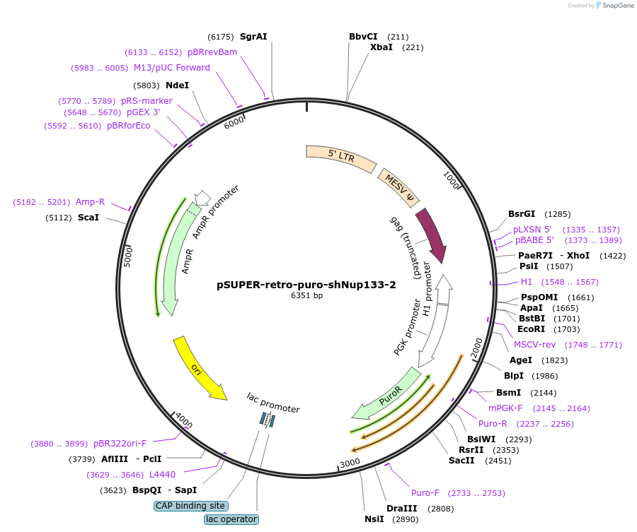 87333-plasmid-map-sequence-id-180115