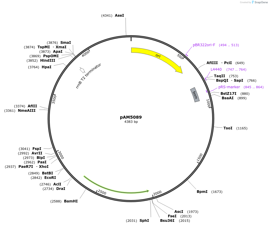 85125-plasmid-map-sequence-id-180123