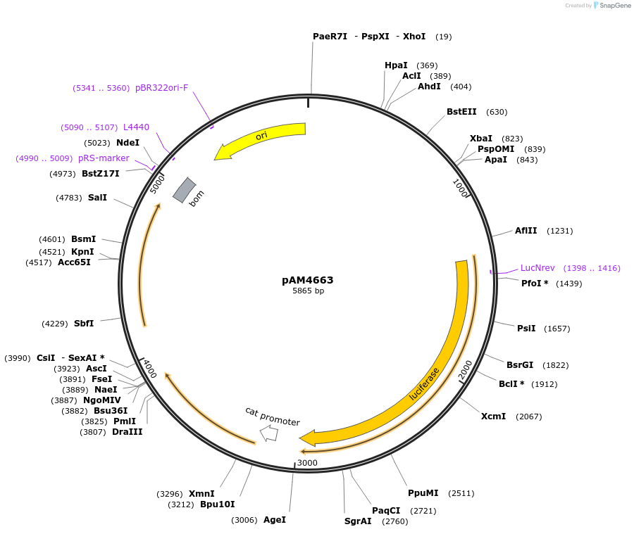 85126-plasmid-map-sequence-id-180127