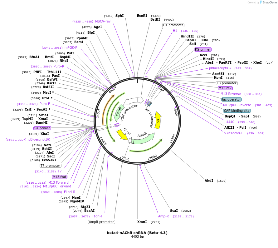 86650-plasmid-map-sequence-id-180130