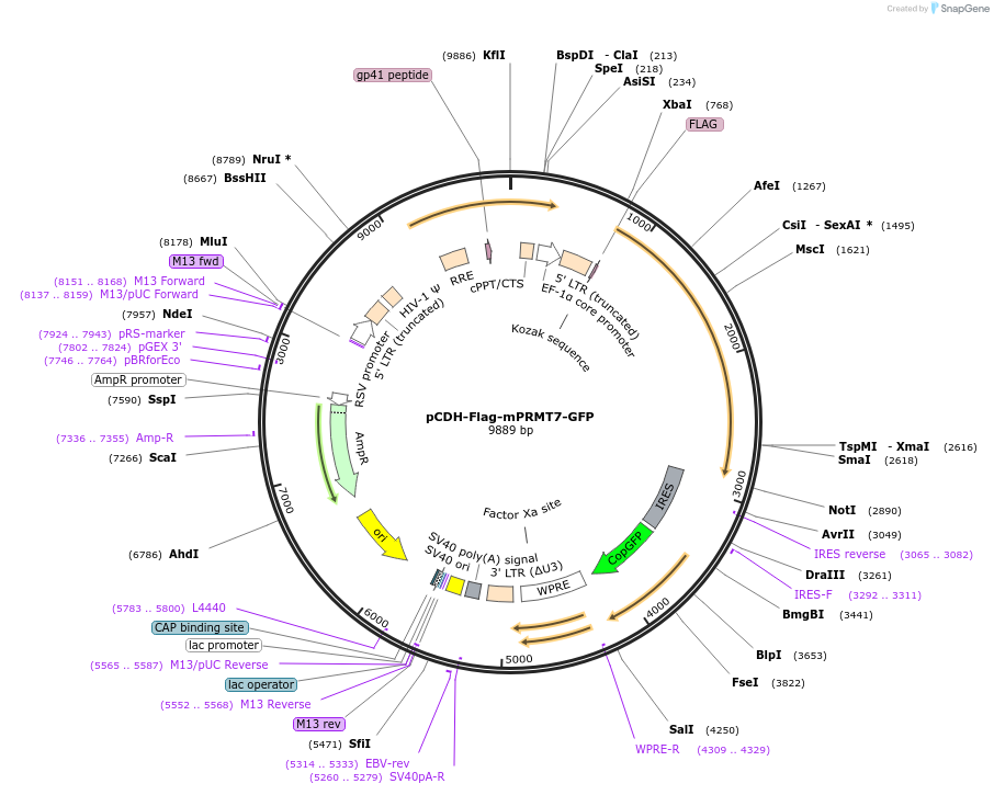 87104-plasmid-map-sequence-id-180132