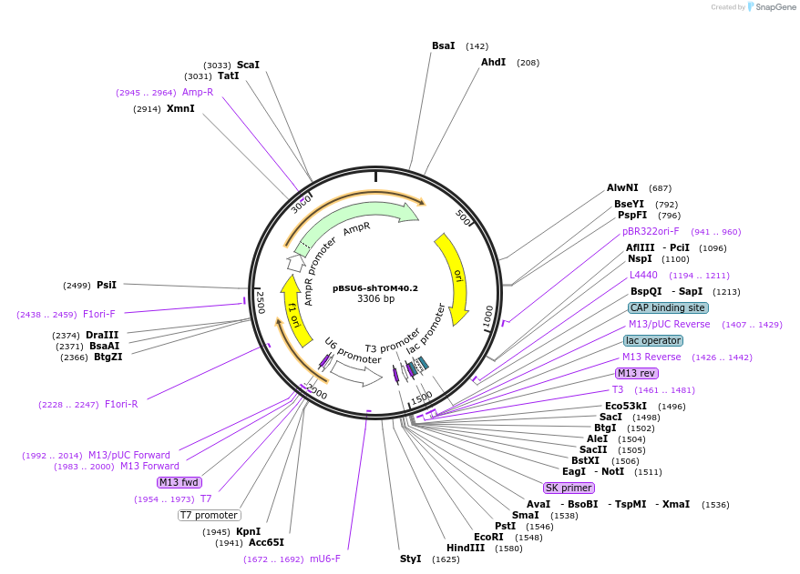 89882-plasmid-map-sequence-id-180161