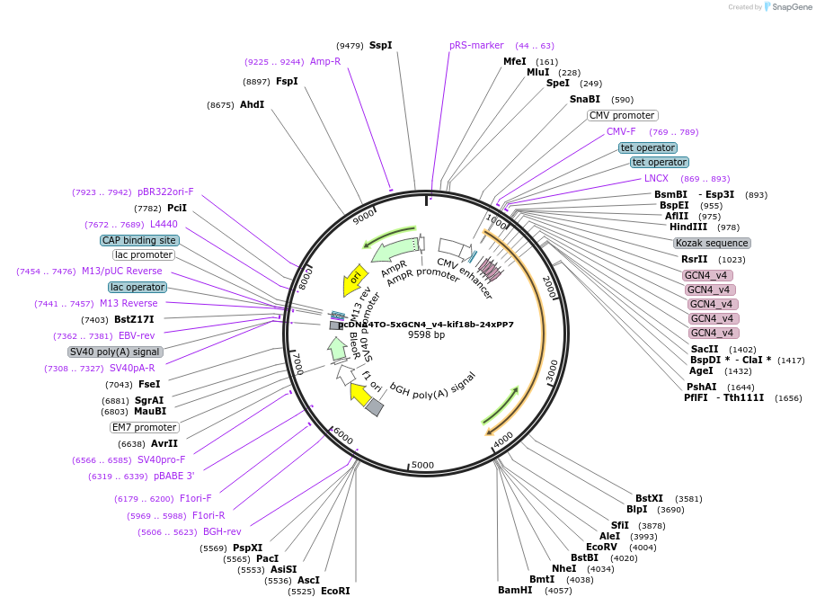 74927-plasmid-map-sequence-id-180165