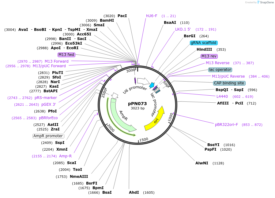91606-plasmid-map-sequence-id-180186
