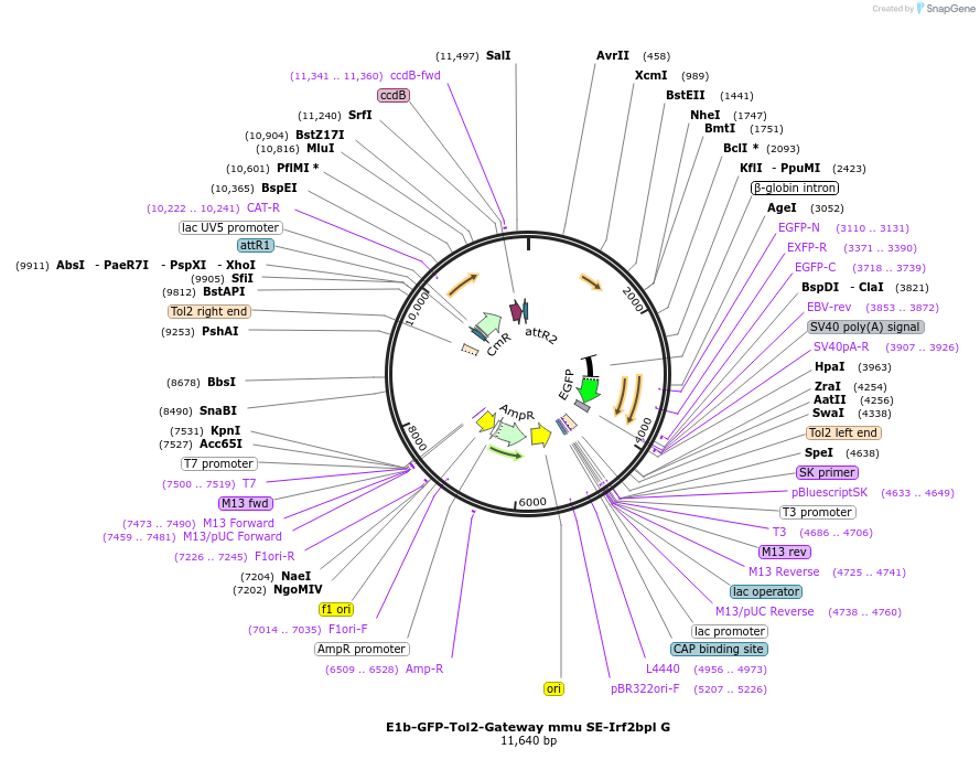 89376-plasmid-map-sequence-id-180215