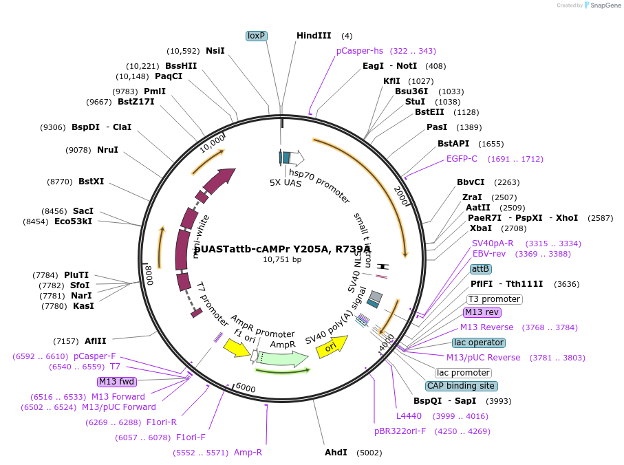 84933-plasmid-map-sequence-id-180303