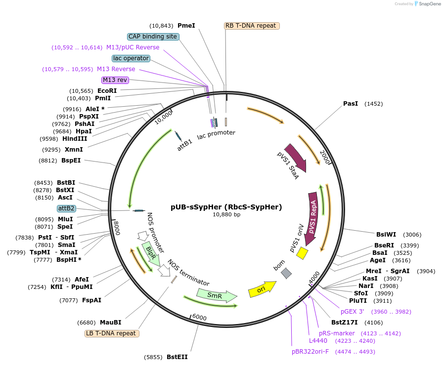 84732-plasmid-map-sequence-id-180312