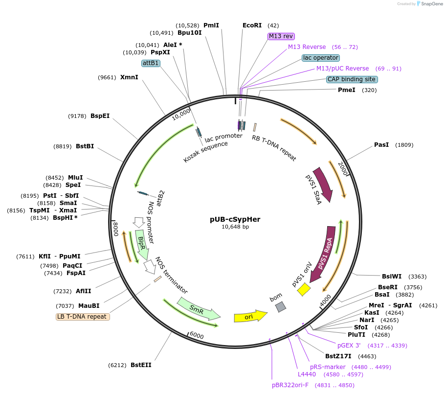 84733-plasmid-map-sequence-id-180313
