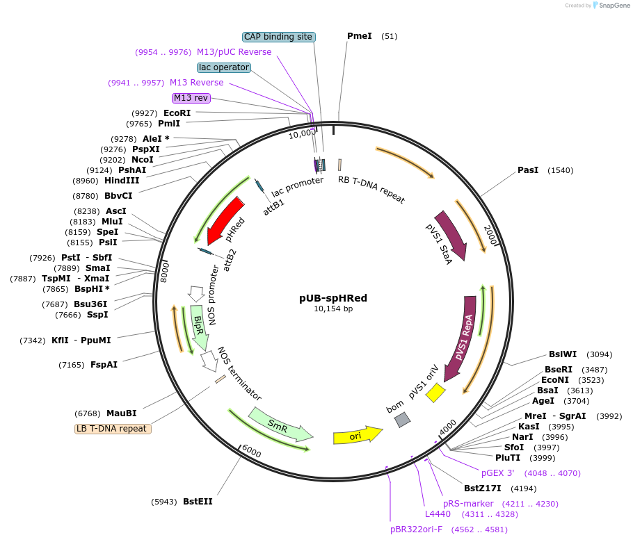 84734-plasmid-map-sequence-id-180315