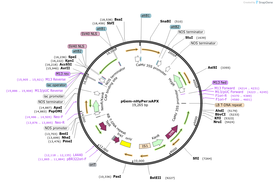 84735-plasmid-map-sequence-id-180316