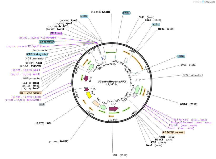 84738-plasmid-map-sequence-id-180317