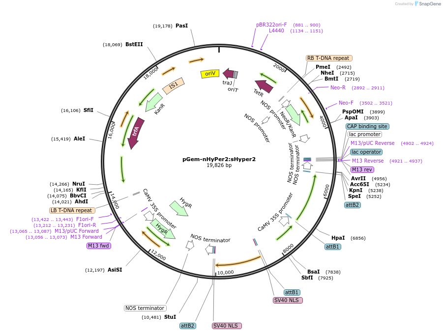 84737-plasmid-map-sequence-id-180318