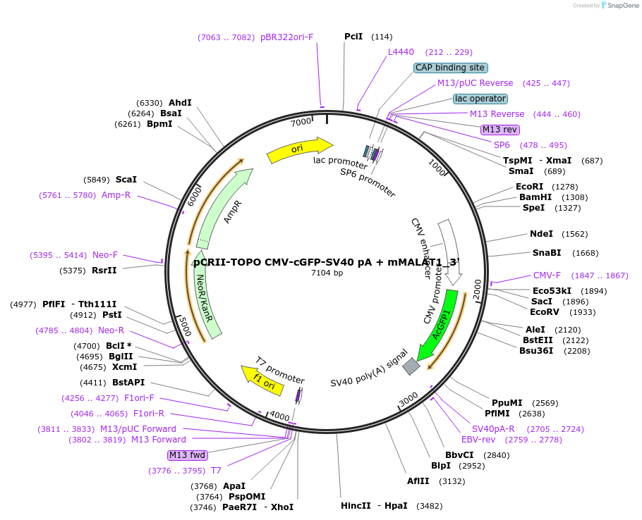 91803-plasmid-map-sequence-id-180321