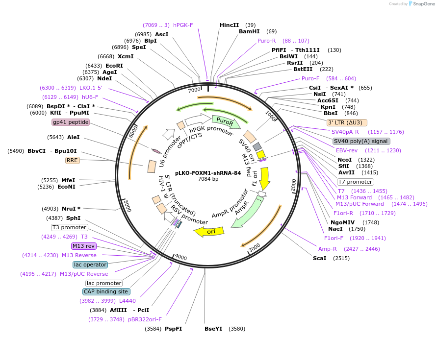 89494-plasmid-map-sequence-id-180323
