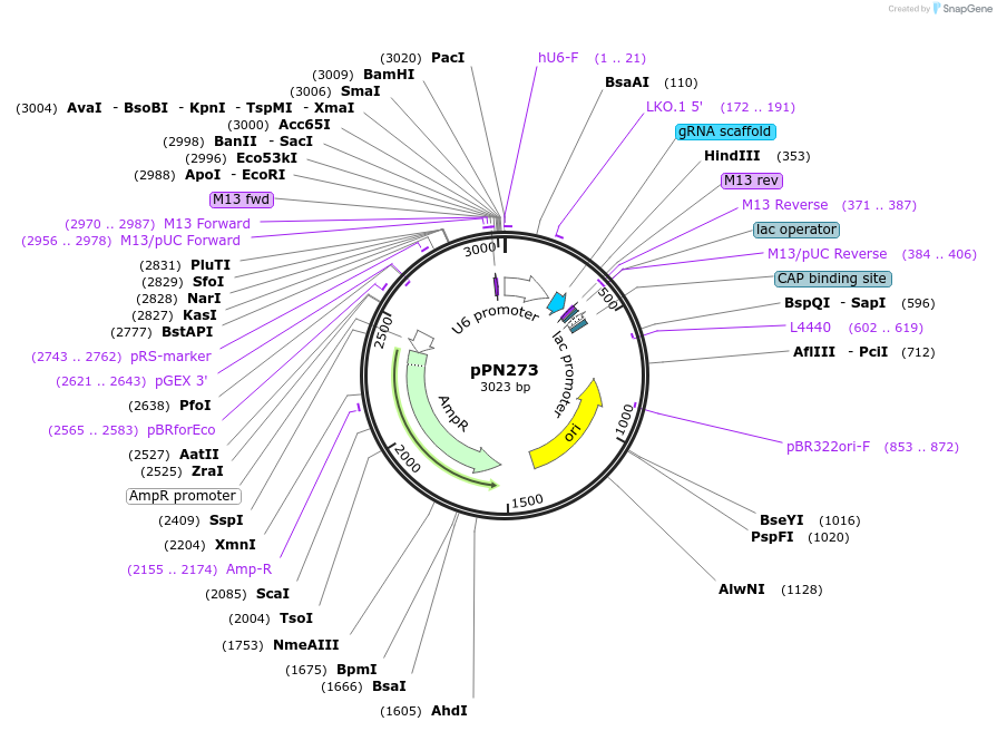 91644-plasmid-map-sequence-id-180356