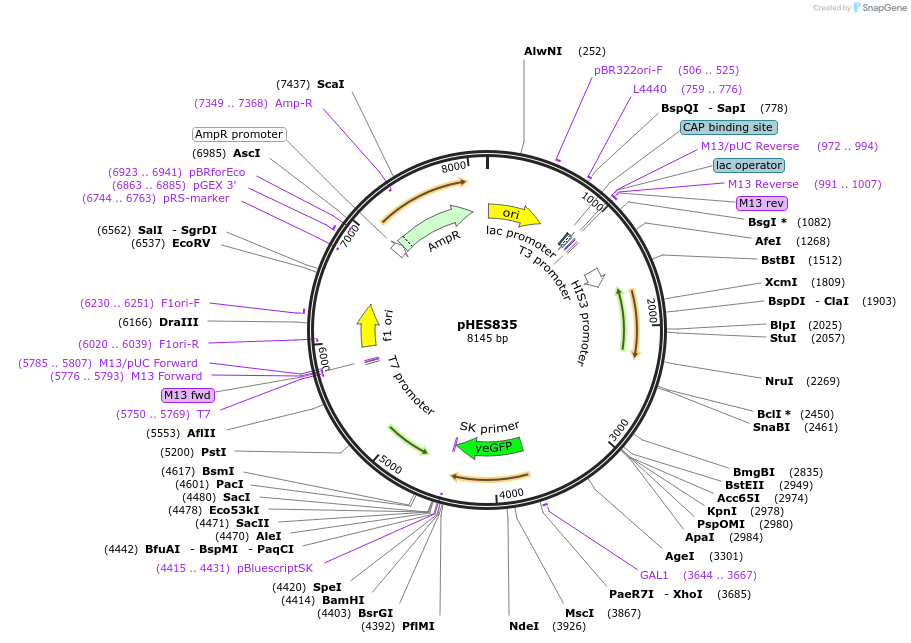 87946-plasmid-map-sequence-id-180367