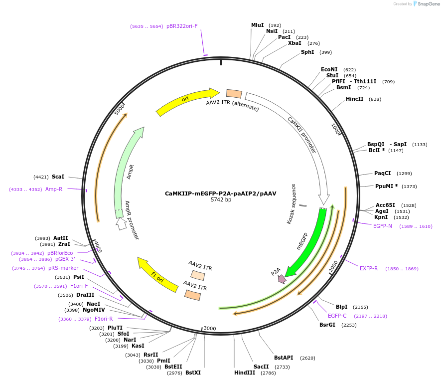 91718-plasmid-map-sequence-id-180397