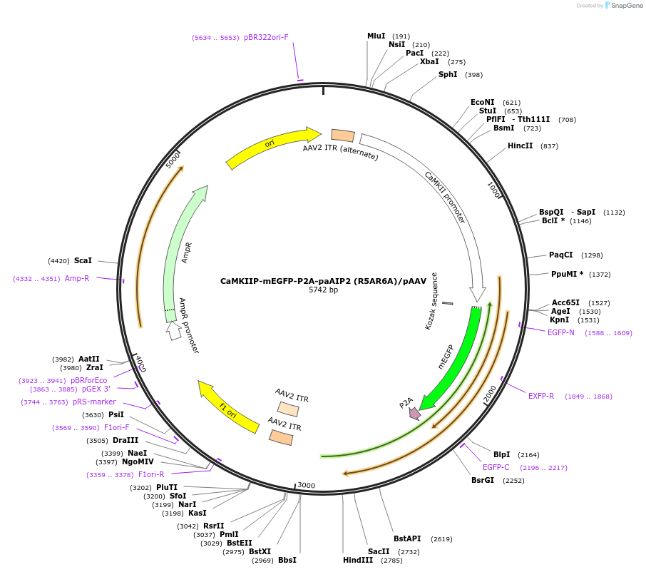91719-plasmid-map-sequence-id-180398