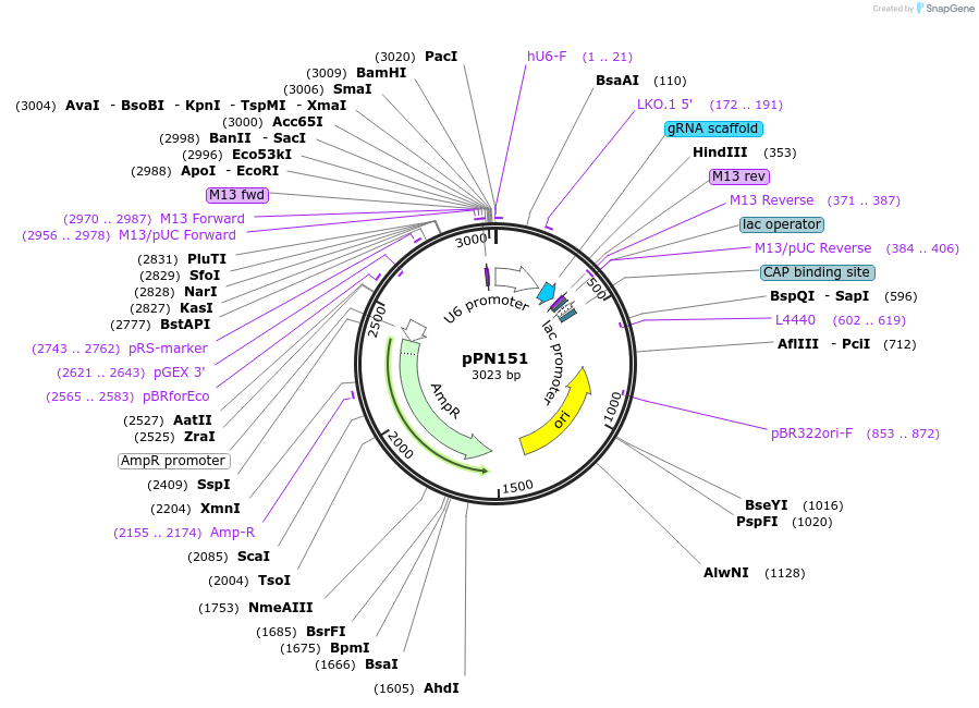 91680-plasmid-map-sequence-id-180483