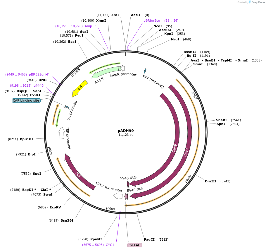90979-plasmid-map-sequence-id-180505
