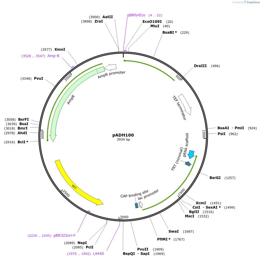 90980-plasmid-map-sequence-id-180507