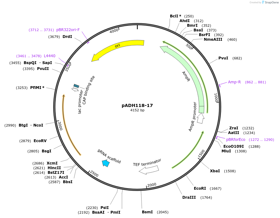 91727-plasmid-map-sequence-id-180525