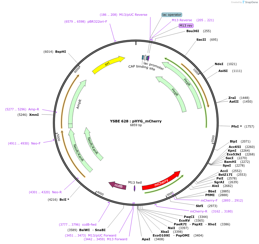 92092-plasmid-map-sequence-id-180536