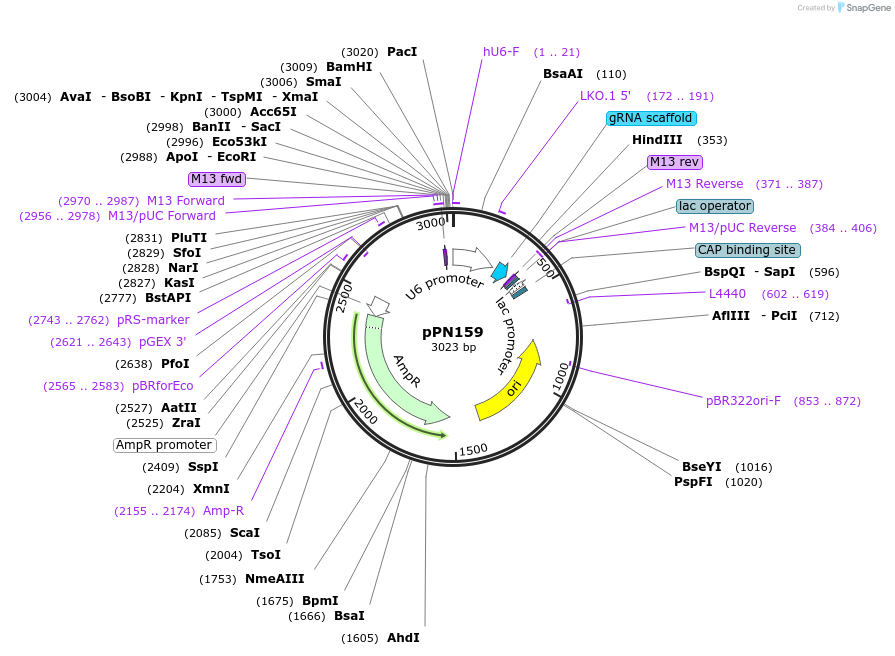 91688-plasmid-map-sequence-id-180537