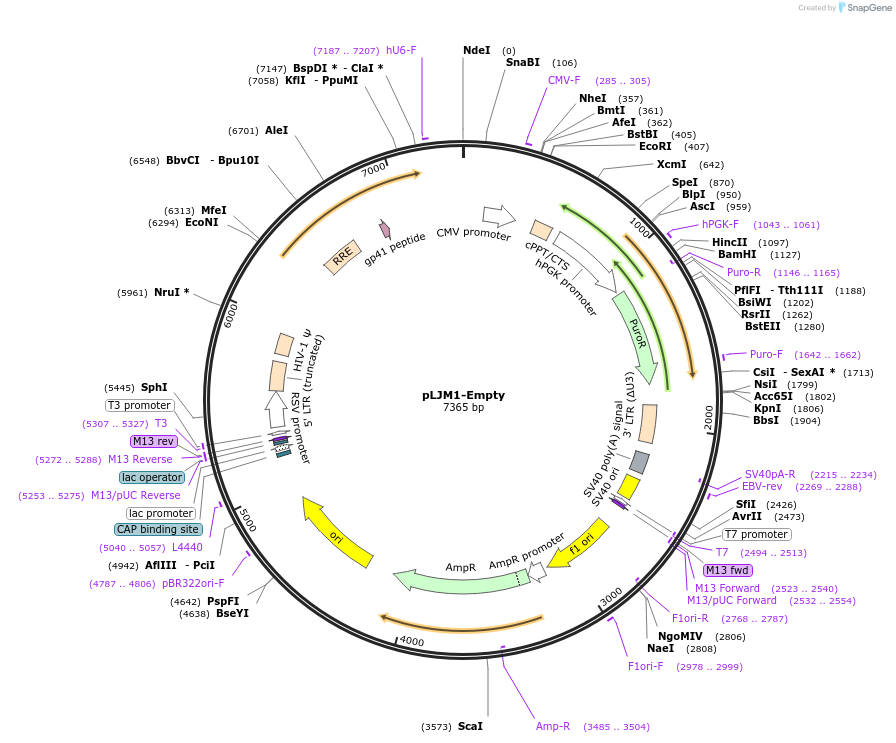 91980-plasmid-map-sequence-id-180554