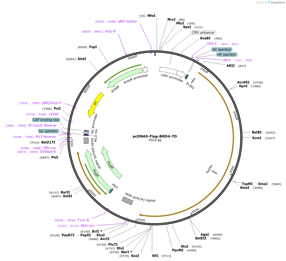 90007-plasmid-map-sequence-id-180556
