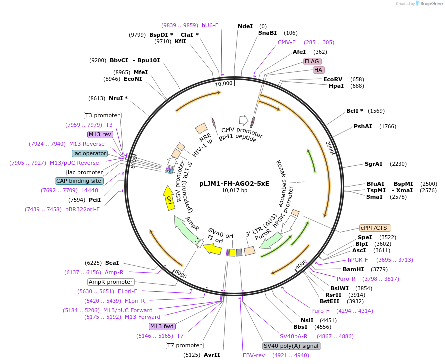 91981-plasmid-map-sequence-id-180561