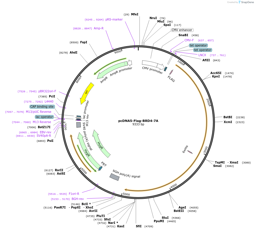 90006-plasmid-map-sequence-id-180574