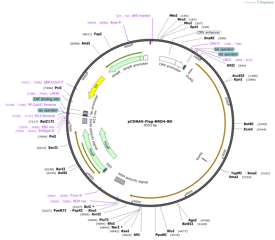 90005-plasmid-map-sequence-id-180578