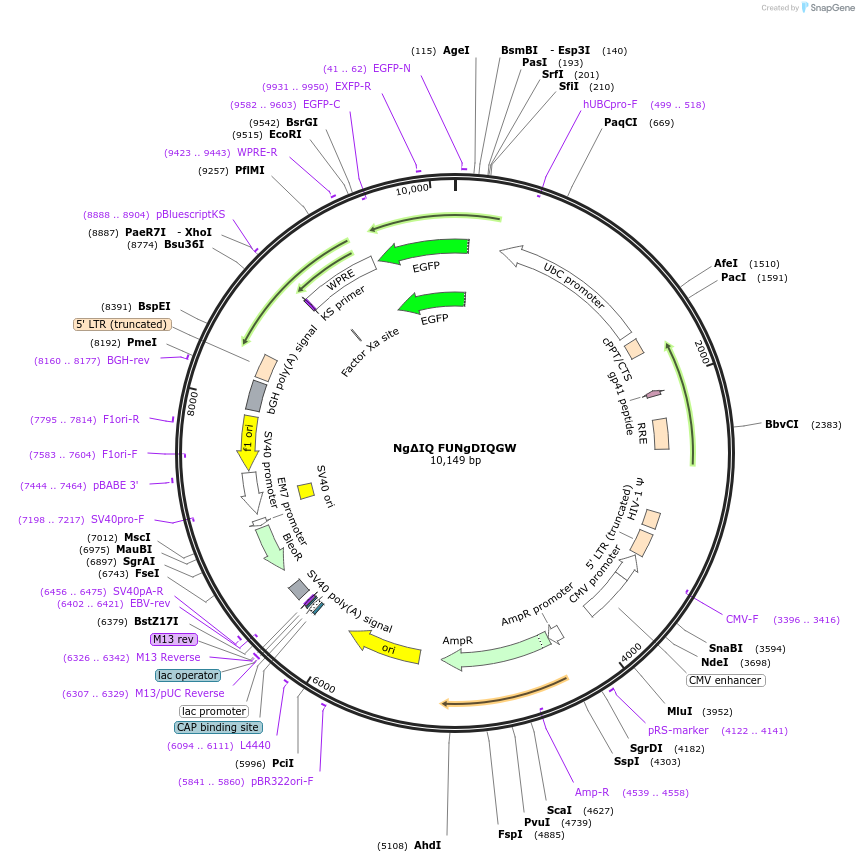 92232-plasmid-map-sequence-id-180580