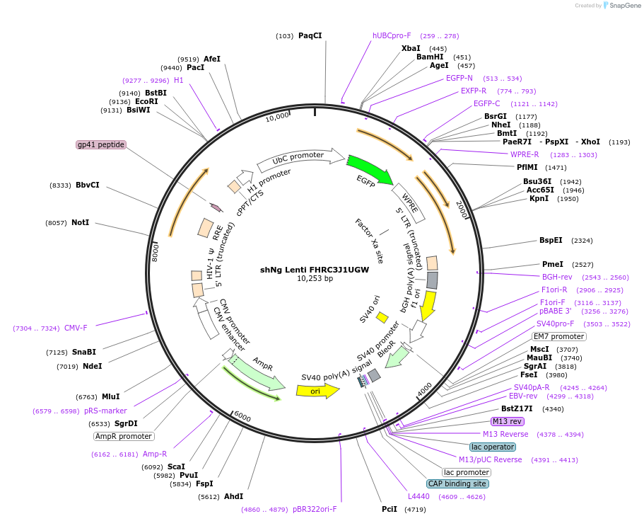 92233-plasmid-map-sequence-id-180583