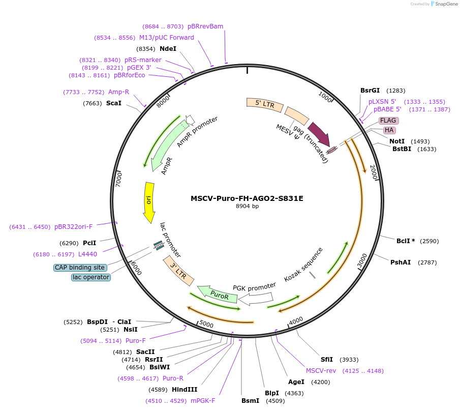 91997-plasmid-map-sequence-id-180589