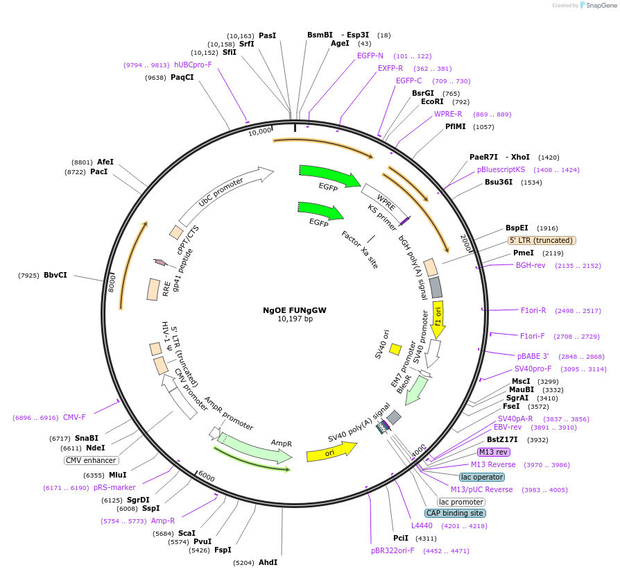 92231-plasmid-map-sequence-id-180592