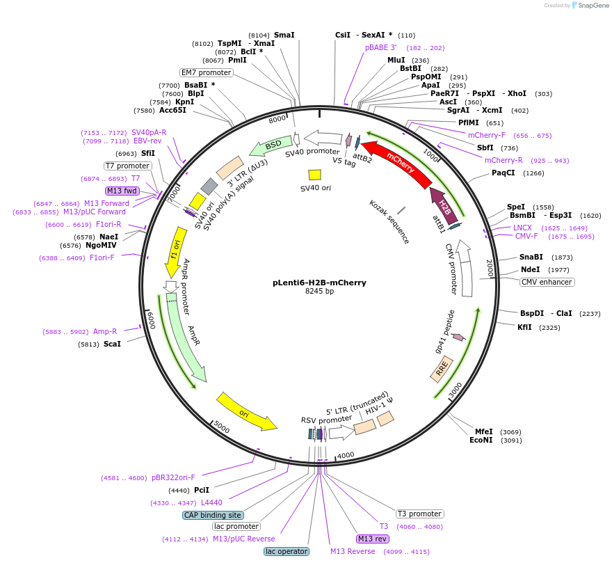 89766-plasmid-map-sequence-id-180603