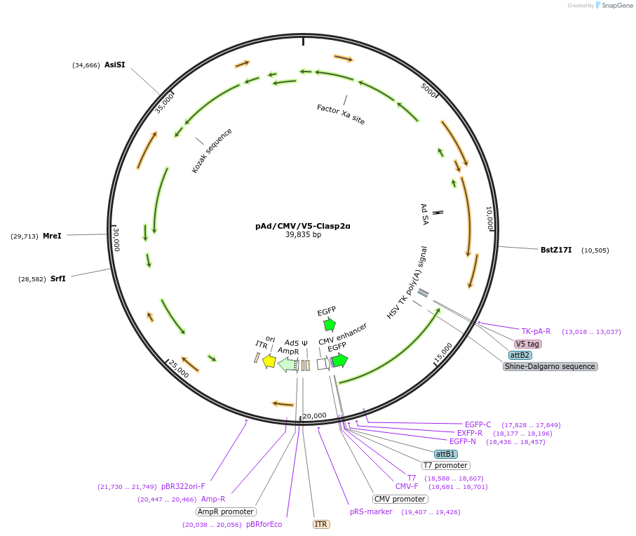 89763-plasmid-map-sequence-id-180608