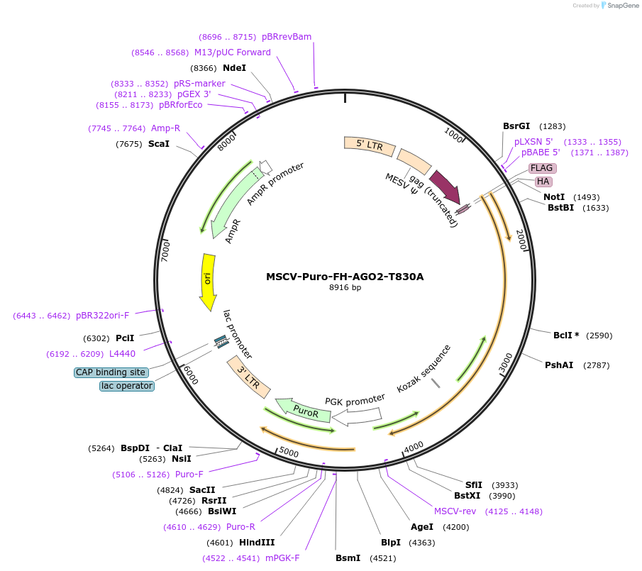 91988-plasmid-map-sequence-id-180630